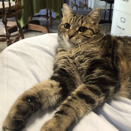 My cat, the chief happiness officer